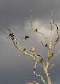 starings and galah